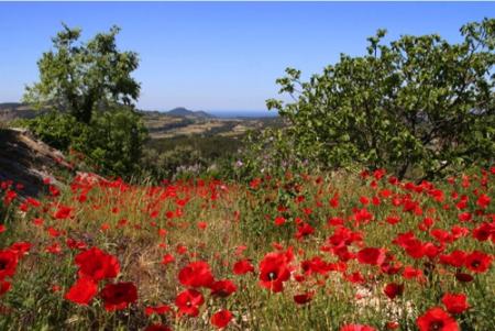 ~~ M�ditation sur une histoire si anodine et pourtant...  ~~